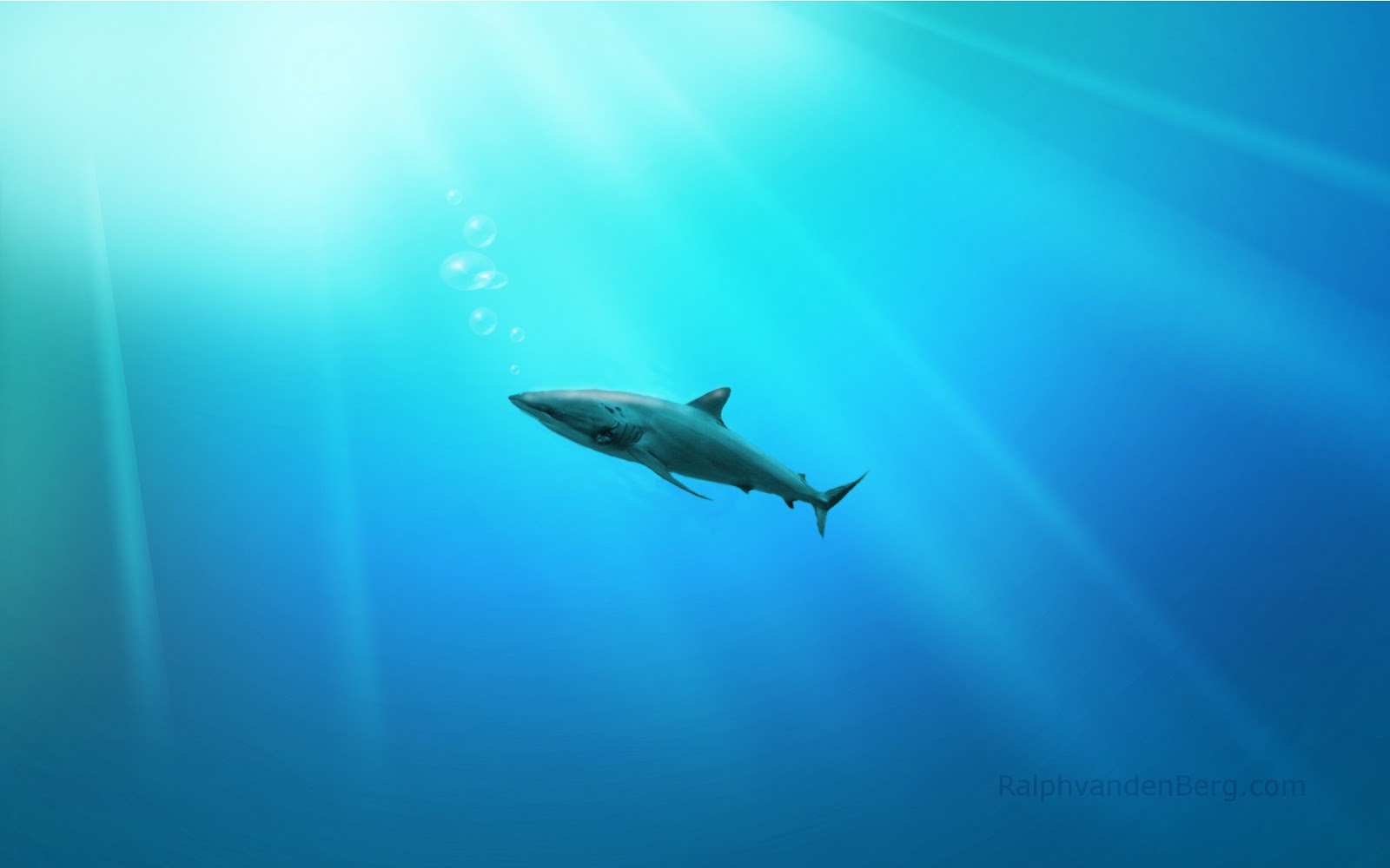 Shark Wallpaper Full HD Animal Desktop