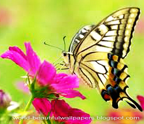 Beautiful Wallpapers Beautiful Butterflies Wallpaper