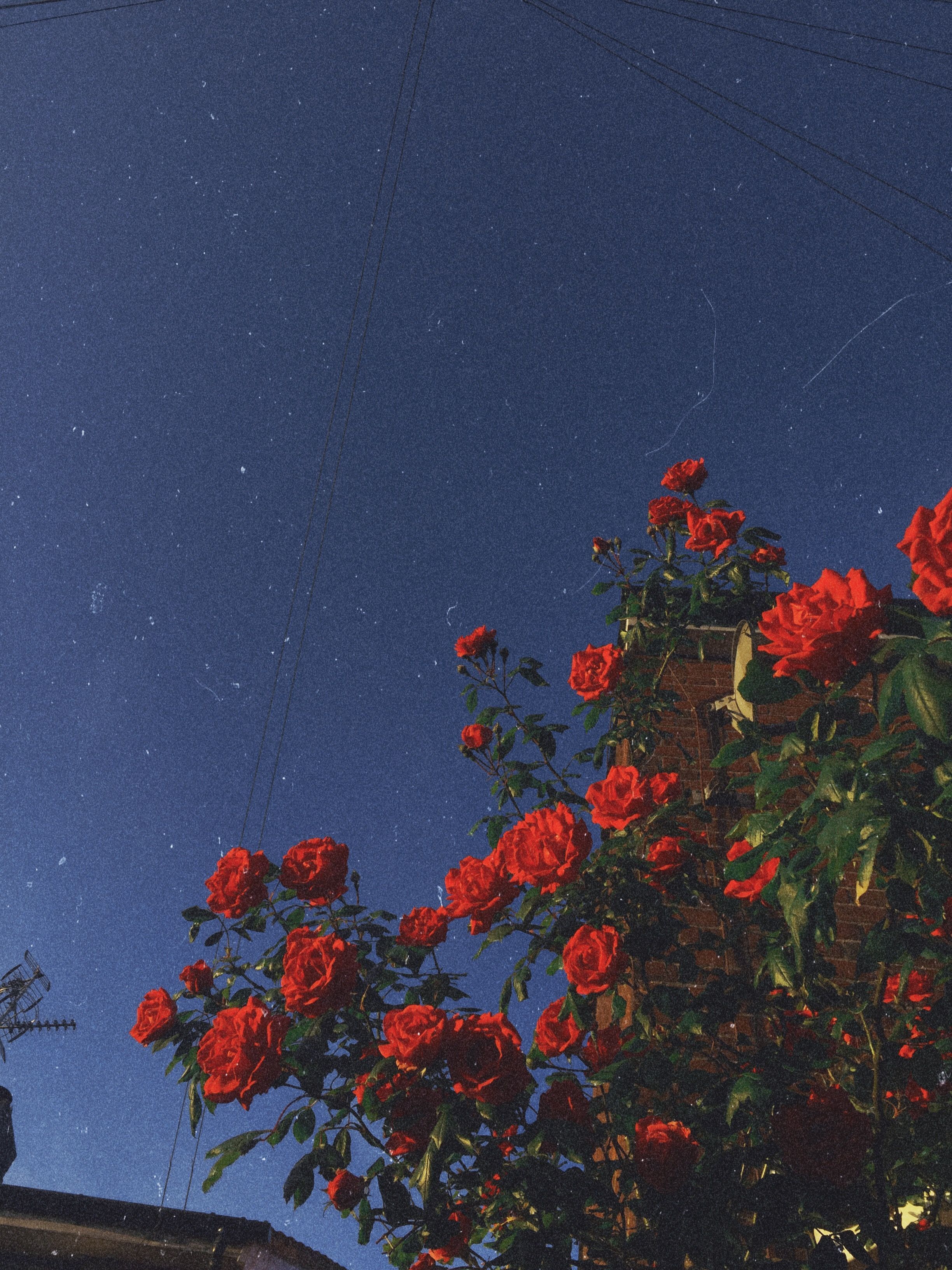 Red Rose Aesthetic Wallpaper On