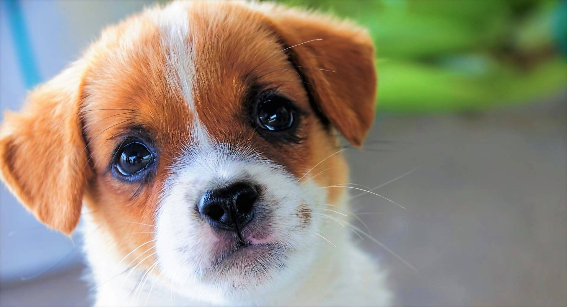 Cute Puppy Wallpaper