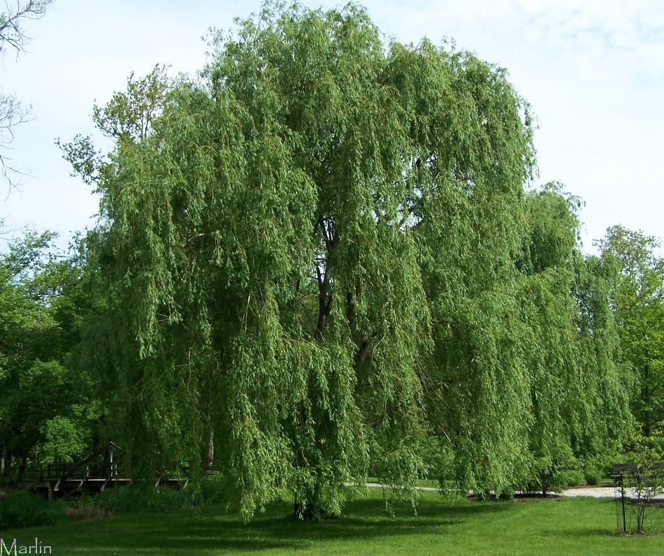 Tree Wallpaper Acute Willow
