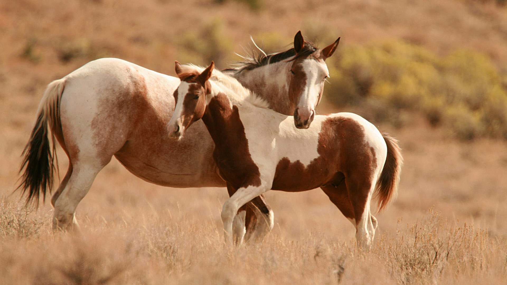 Wallpaper Brown And White Horse HD Background