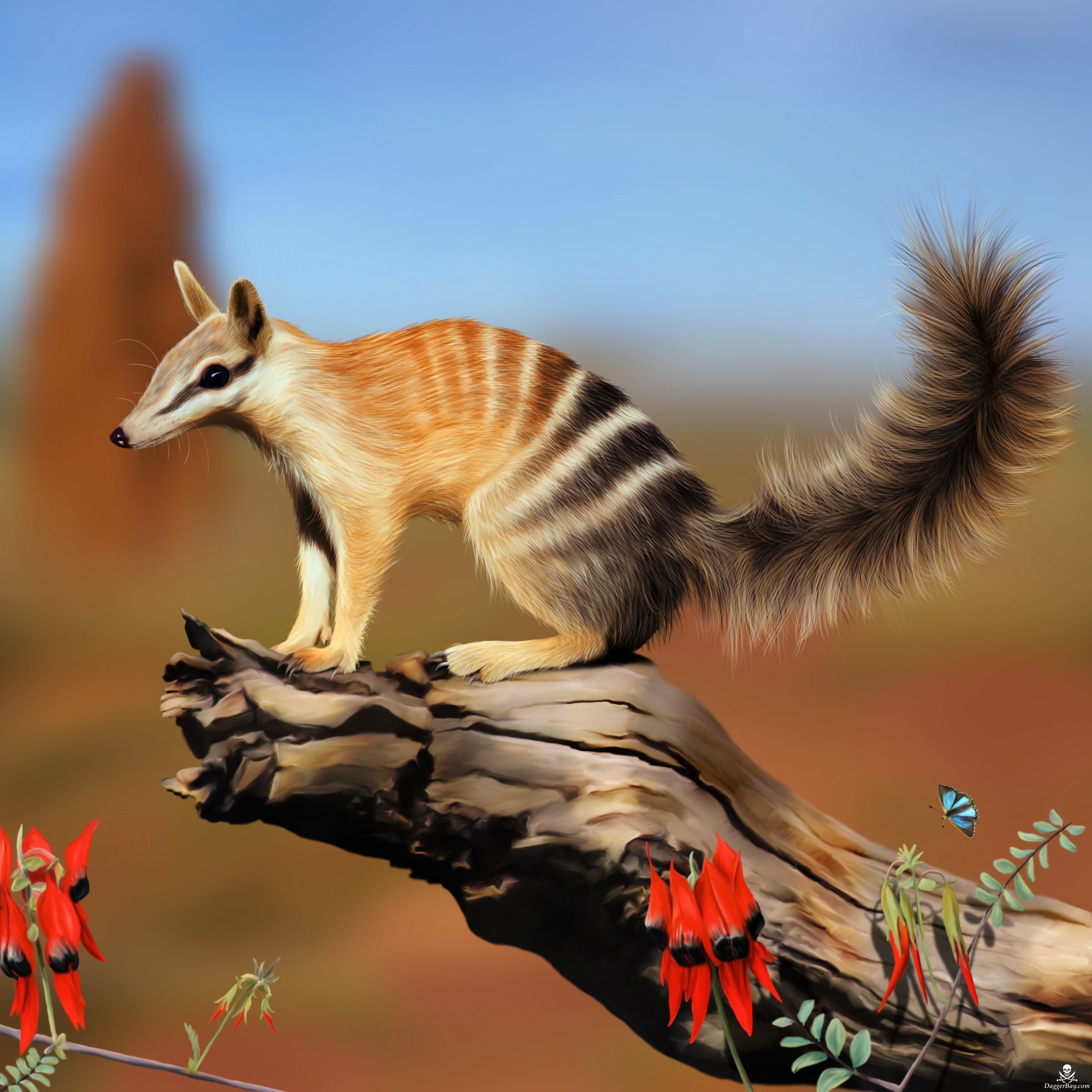Numbat Wallpaper