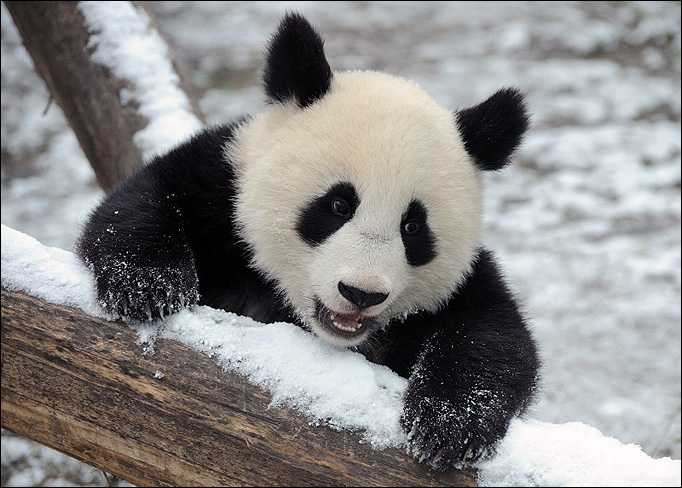 Cute Baby Panda Wallpaper X HD