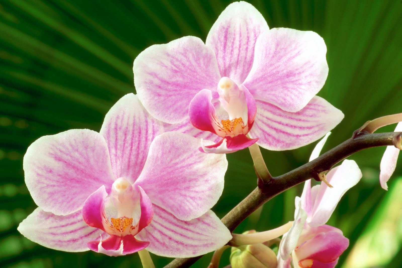 Orchids Cool Wallpaper Beautiful Orchid Flowers