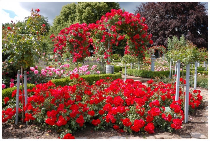 Red Rose Flower Garden Wallpaper Refreshrose Spot