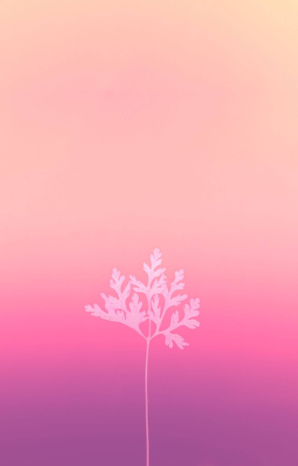 Baby Pink Background Wallpaper