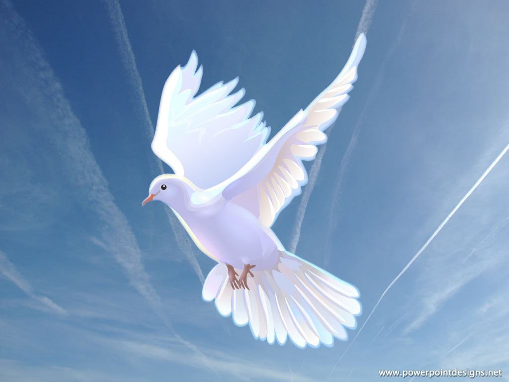 Doves images Dove HD wallpaper and background photos 1024x768