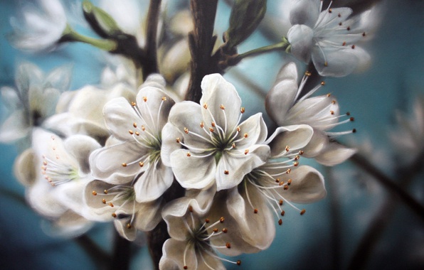 Flowers White Branches Blossom Apple Wallpaper Photos Pictures