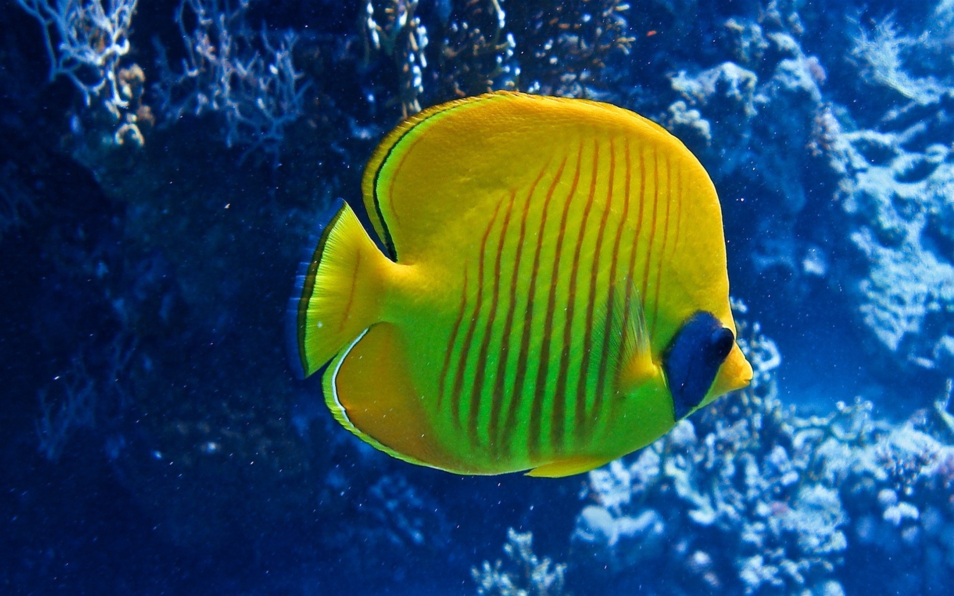 Fish Underwater Swimming Wallpaper Full HD