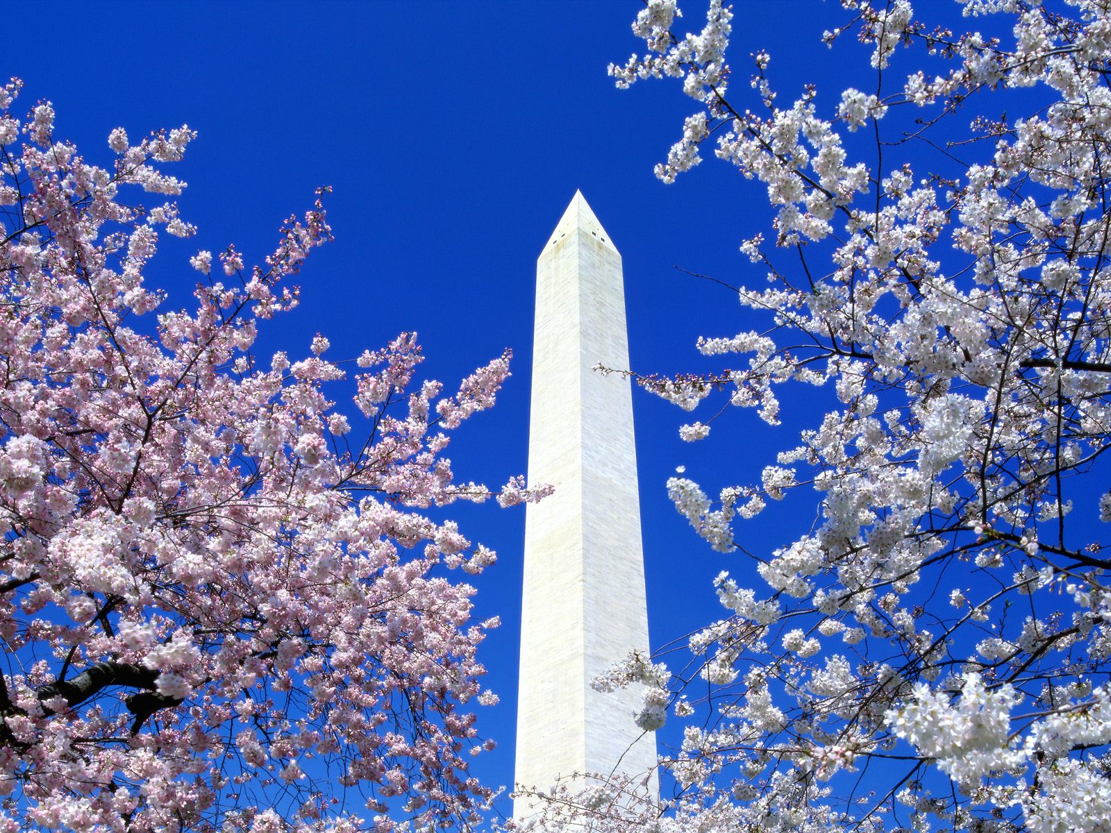  il tuo DesktopCherry Blossoms Washington Monument Washington DC 1600x1200