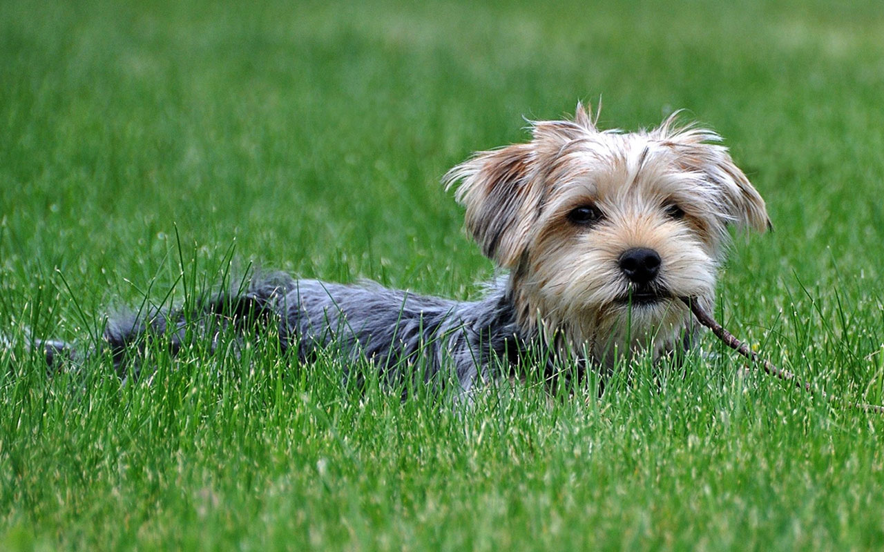 Yorkshire Terrier Photography Wallpaper Animal