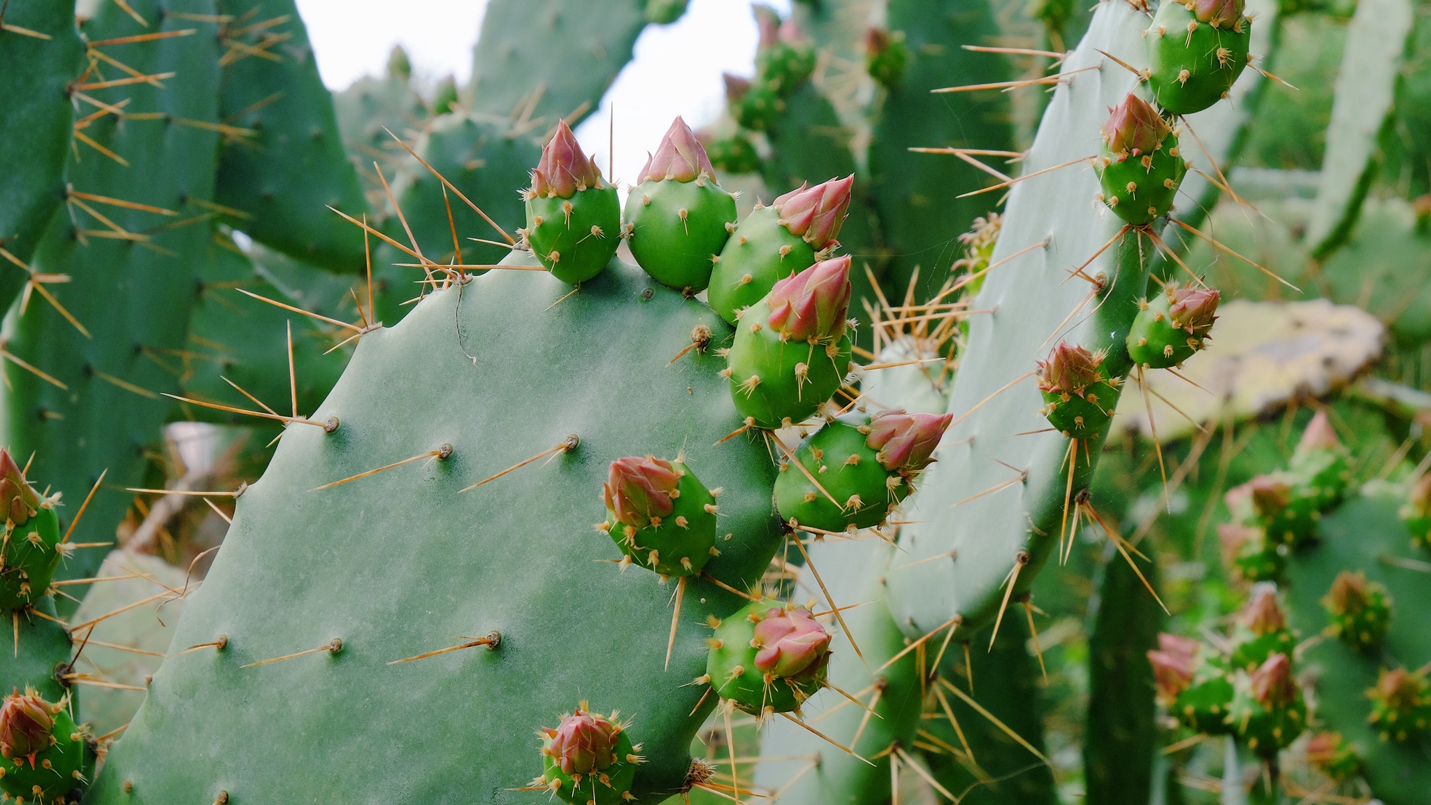Wallpaper Cactus Succulent Thorns Flowers