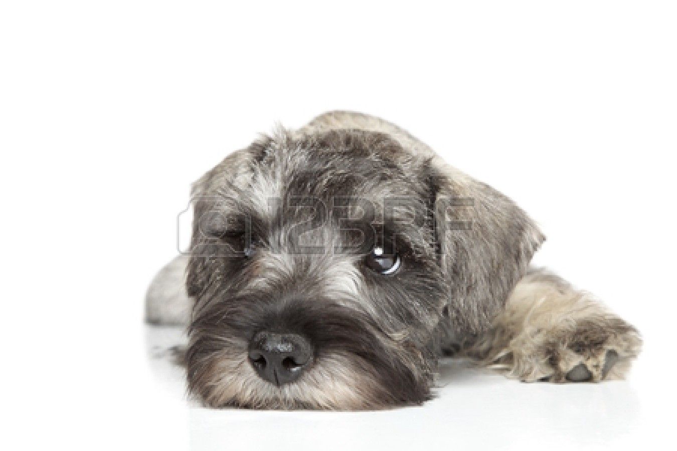 🔥 [21+] Schnauzer Backgrounds | WallpaperSafari