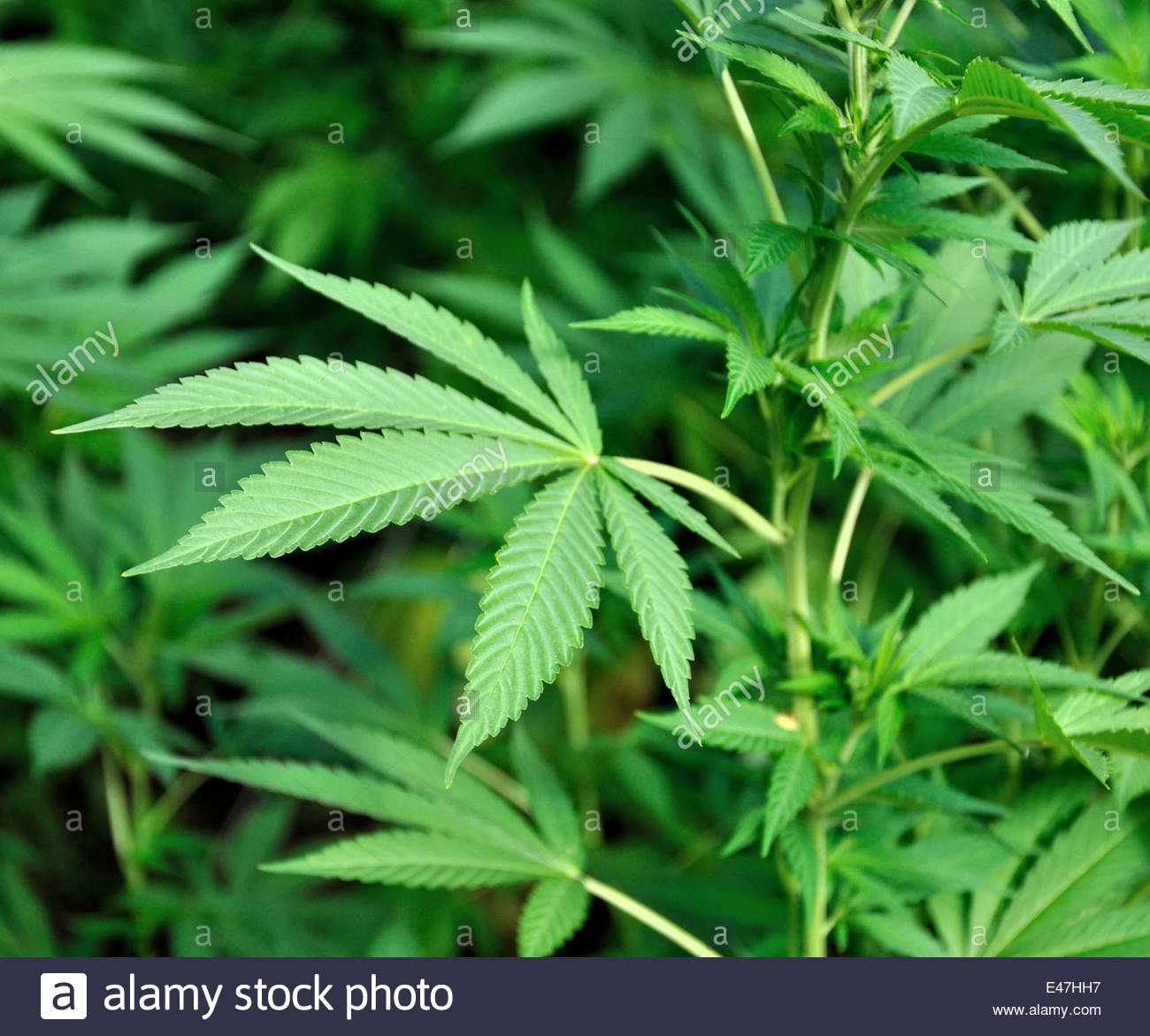 Healthy Marijuana Plant Green Leaves Hemp Background Stock