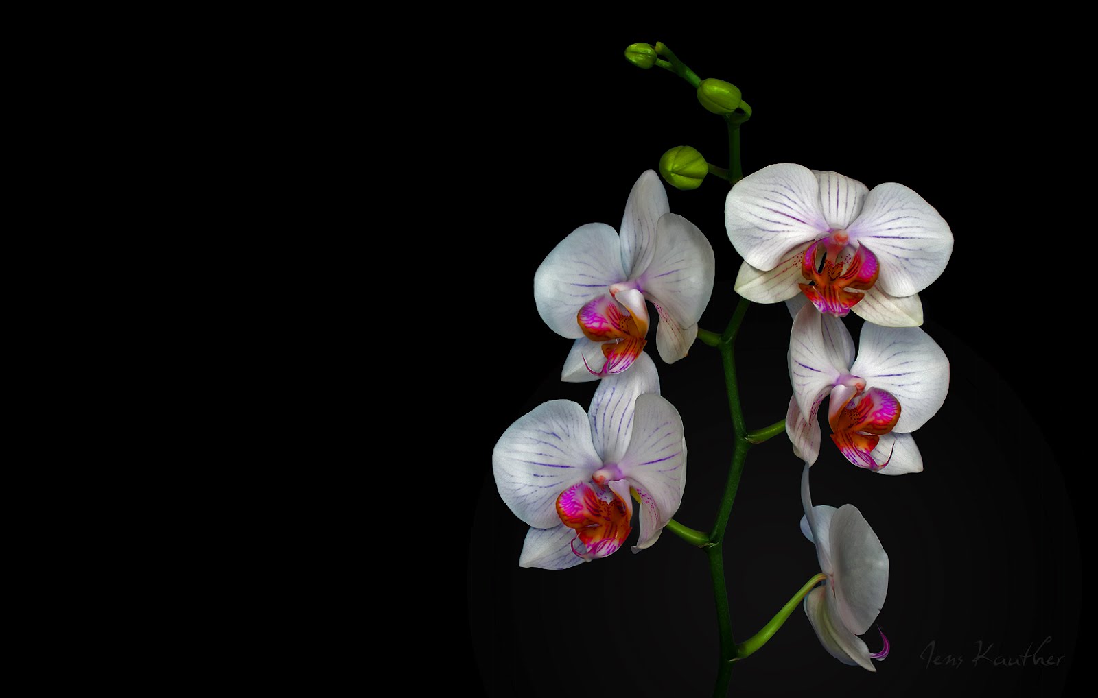 Of Beautiful White Orchid You Can Use It For Desktop Wallpaper