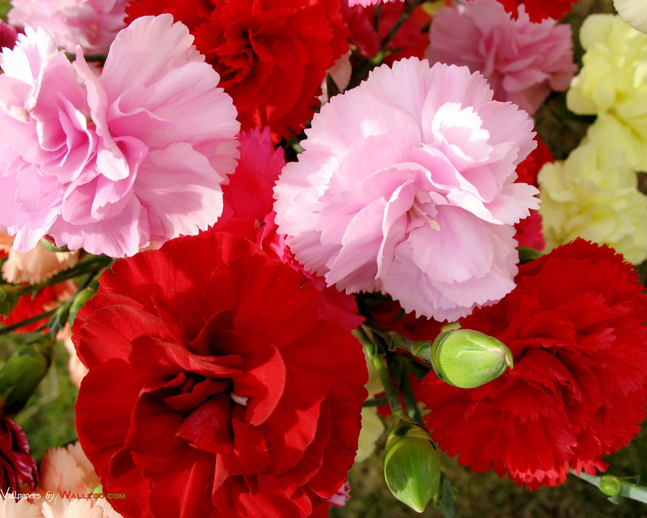 55 Free Wallpaper Online Flowers Carnations On Wallpapersafari