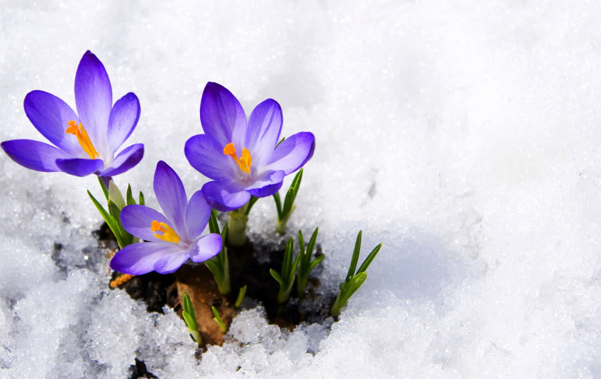 Wildflowers Rqjnscwdvqdn5zk0 Wallpaper
