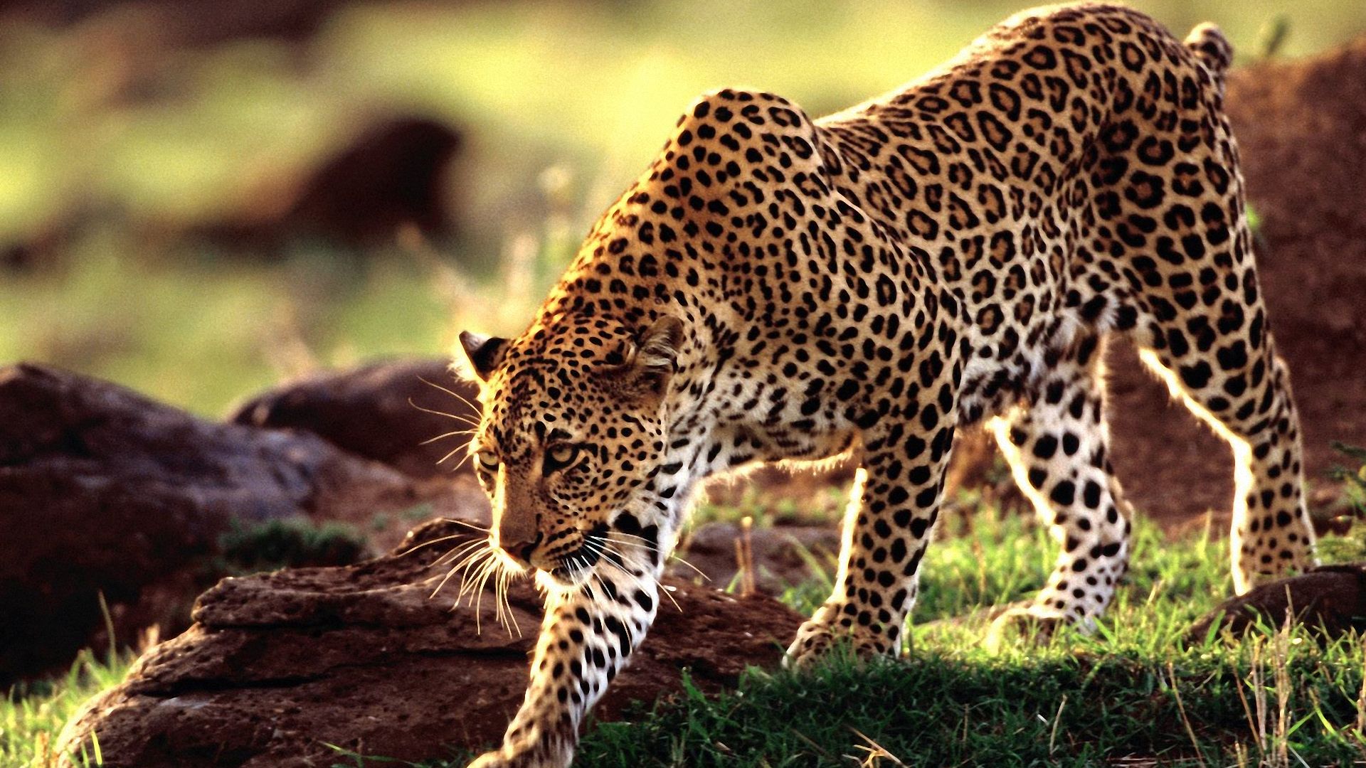 Pics Photos Leopard Wildlife HD Desktop Wallpaper