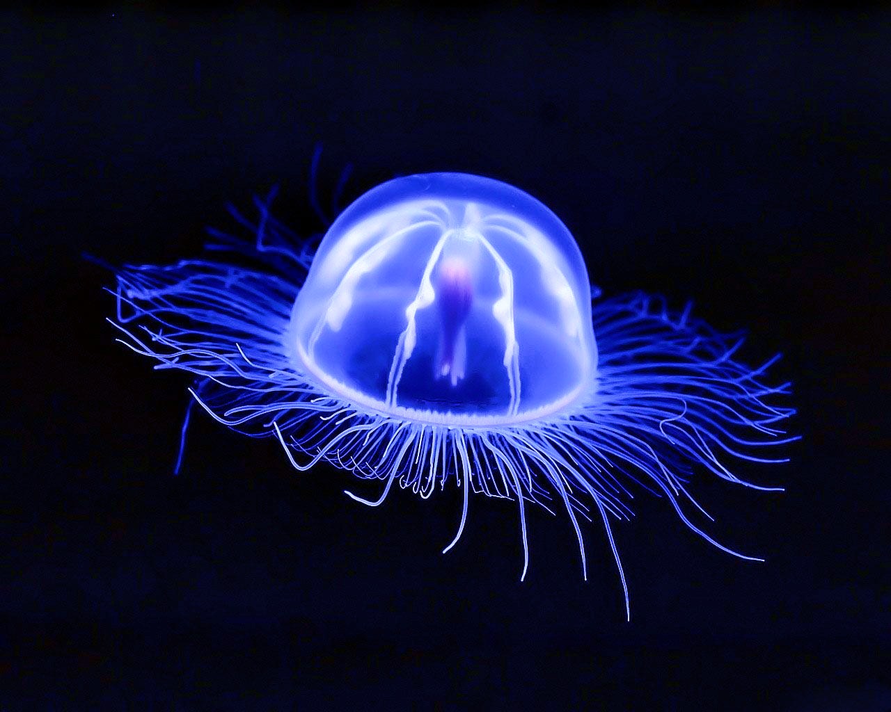 Jellyfish Wallpaper X Jpg