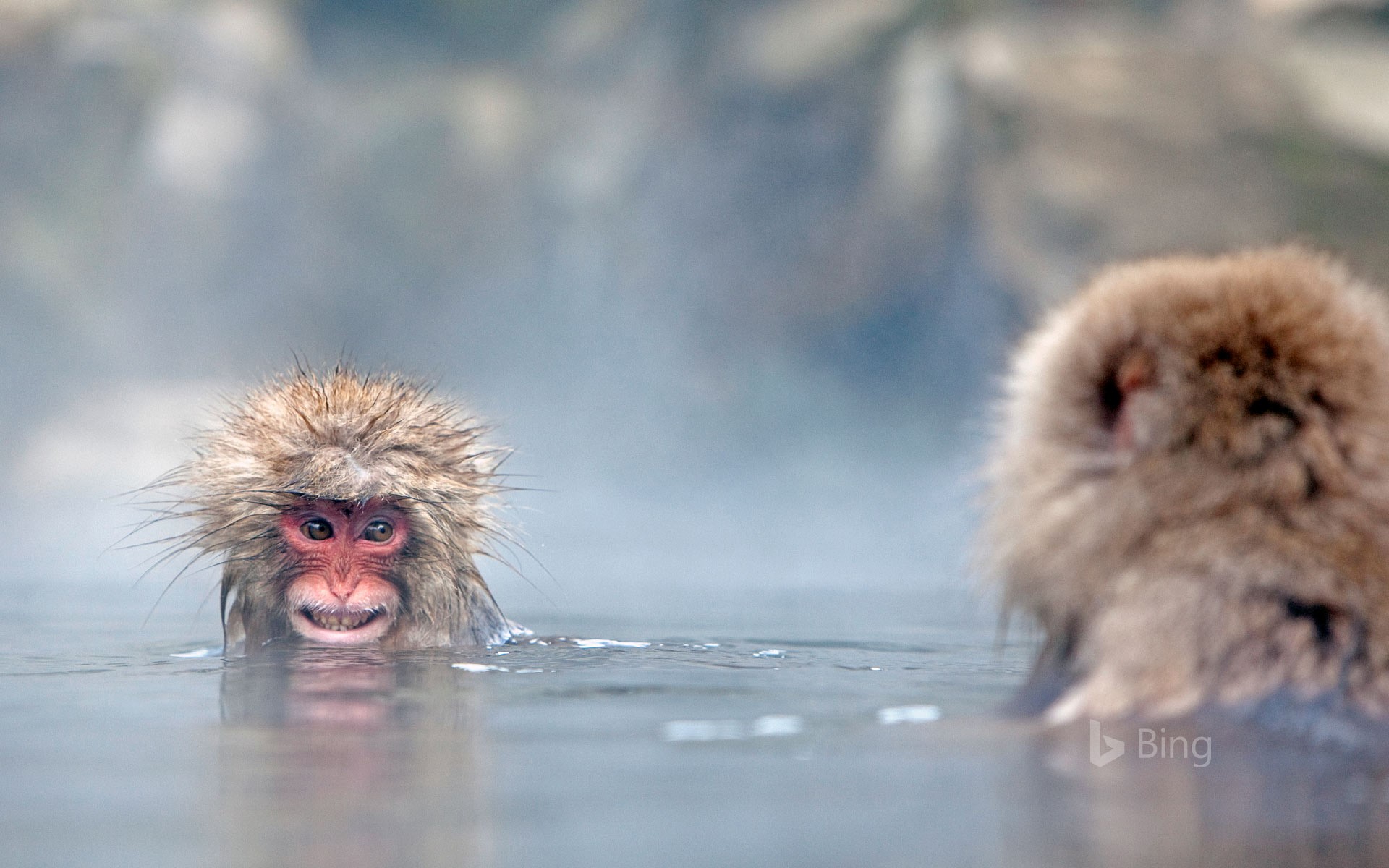 Japanese Macaques In Hot Springs Jigokudani Monkey Park Japan