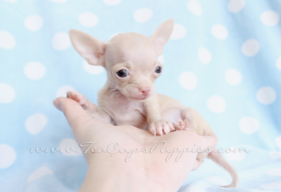 Pictures Micro Teacup Chihuahua Puppies For Sale