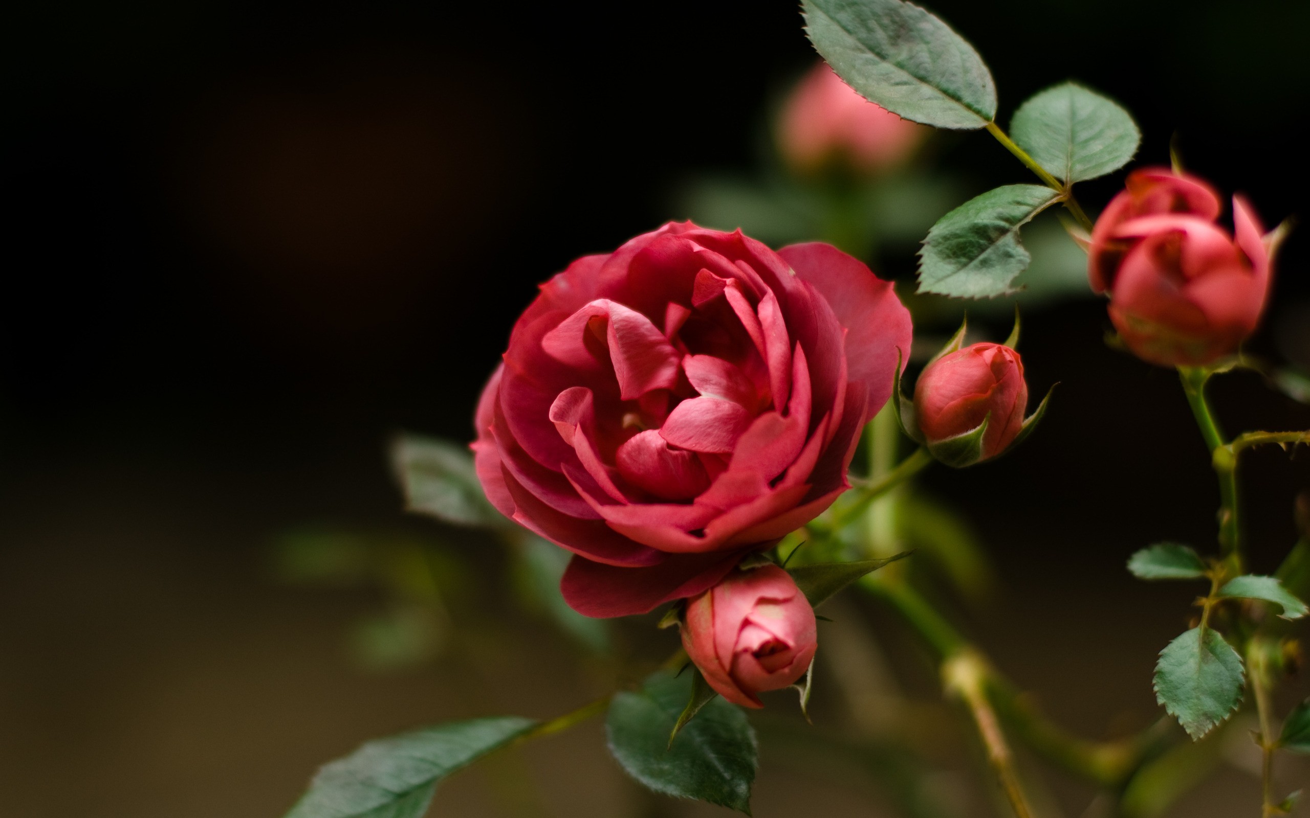 Close-up of a dark red rose in bloom, with several rosebuds and green leaves, against a blurred dark background