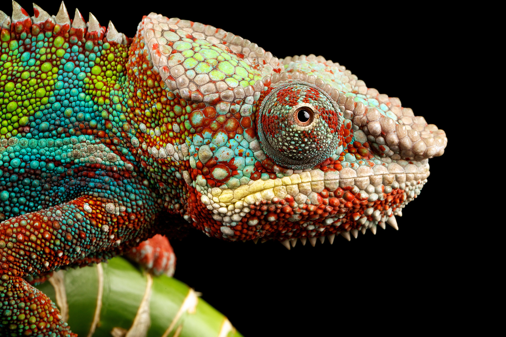 Animal Chameleon Wallpaper