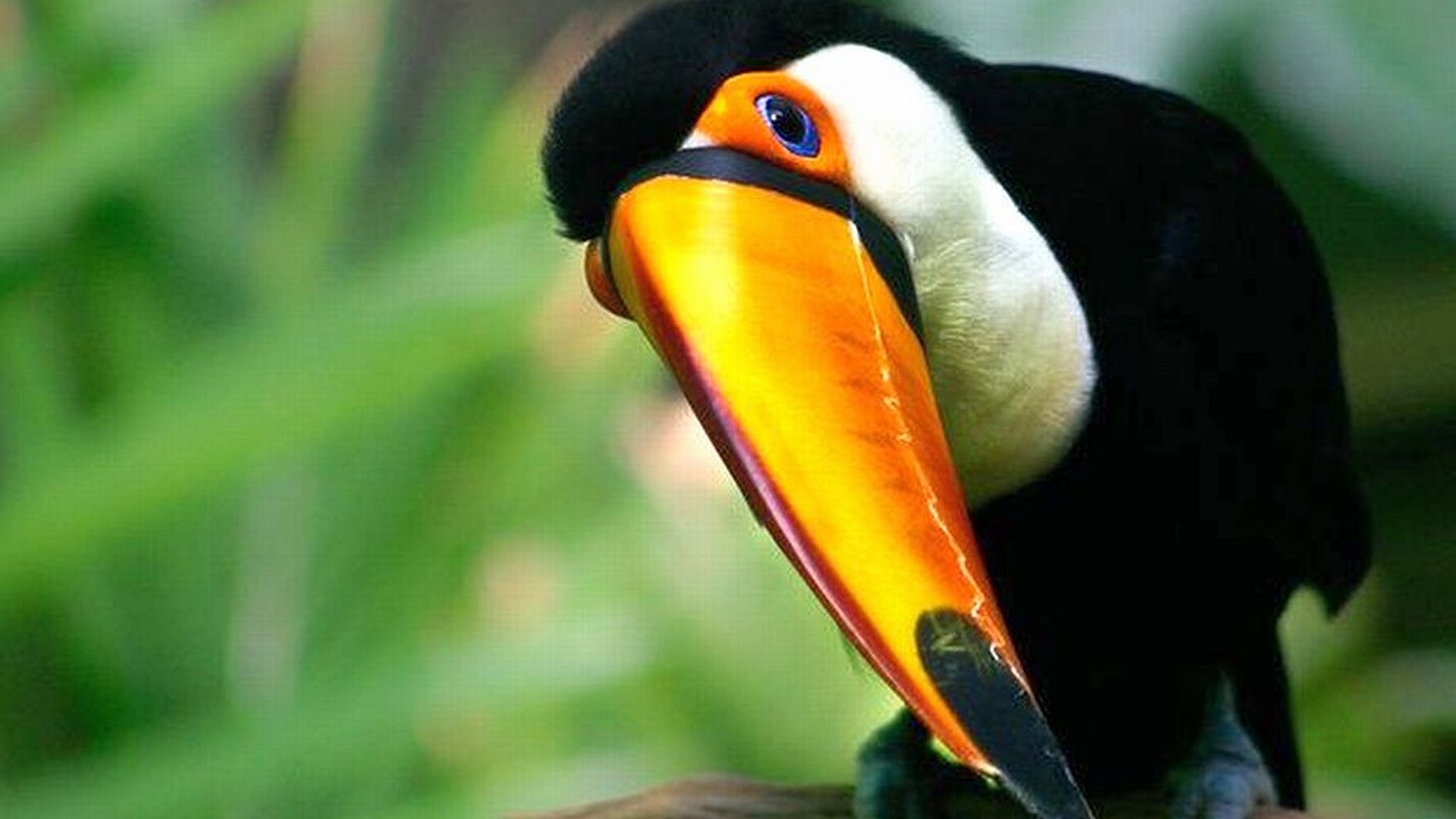 Toucan Parrot Bird Tropical Wallpaper
