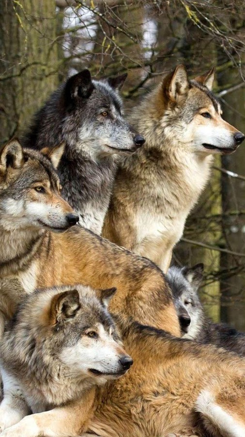 Wolves Live Wallpaper Android Apps On Google Play
