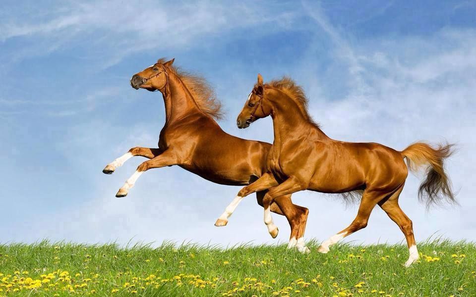 Slavonija Horses Horse Wallpaper Photos