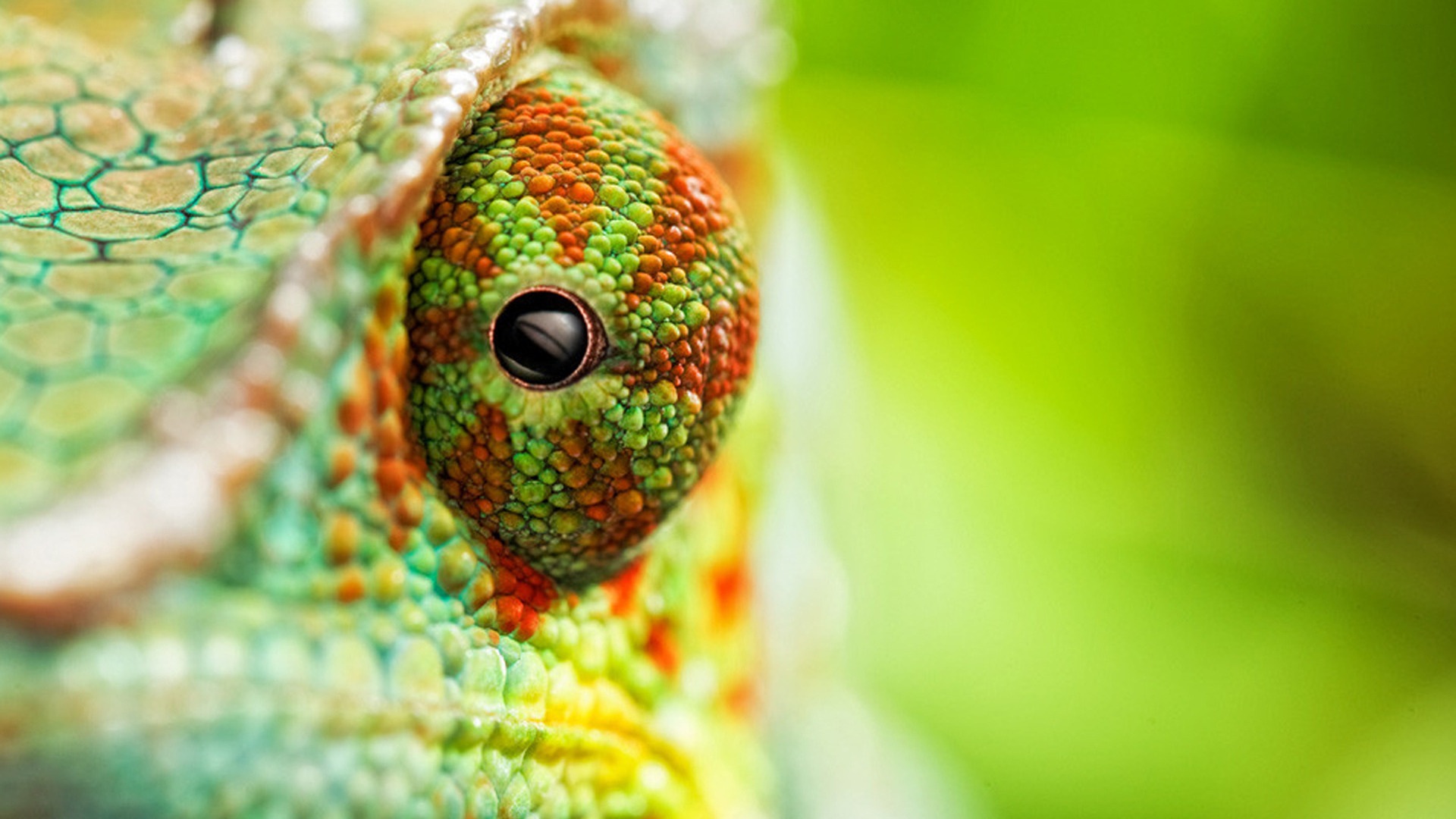 Chameleon Lizards Wallpaper