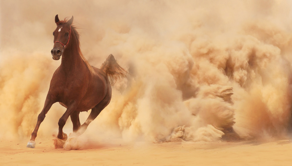 Sand Dust Runs Horse Running Wallpaper And Desktop
