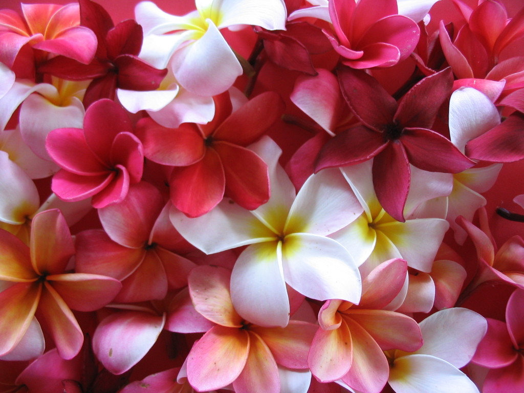 Free download Wallpaper DB plumeria [1024x768] for your Desktop, Mobile &  Tablet | Explore 71+ Hawaiian Flower Wallpaper | Hawaiian Wallpaper,  Hawaiian Flowers Wallpaper, Hawaiian Background Images