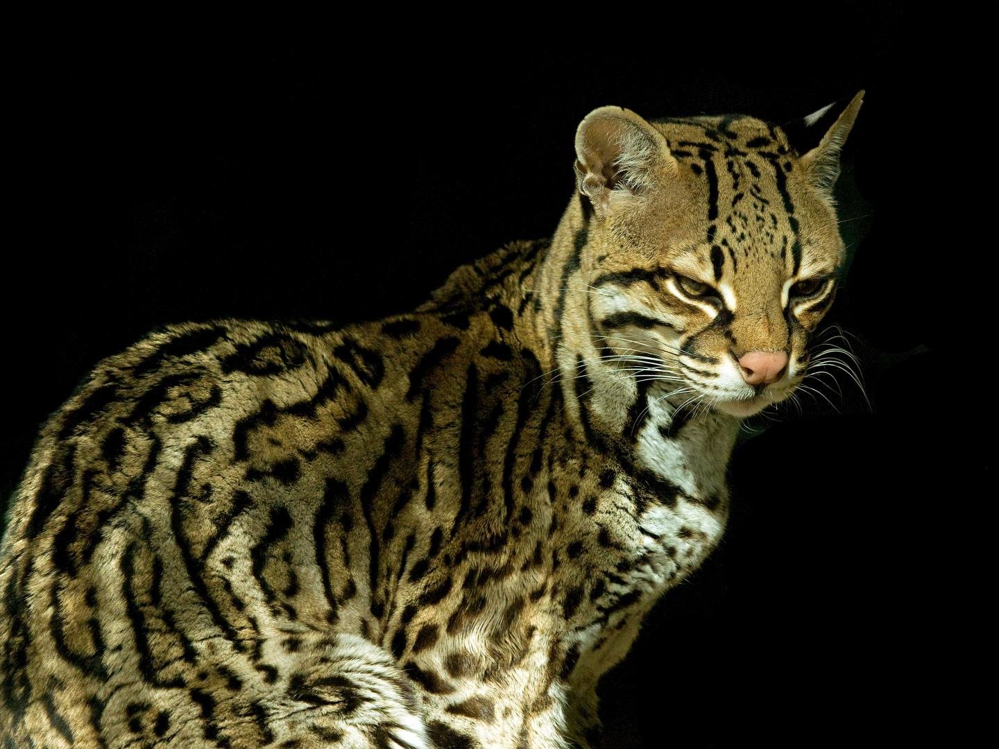 Best Ocelot background ID146294 for High Resolution hd 1440x1080 1440x1080