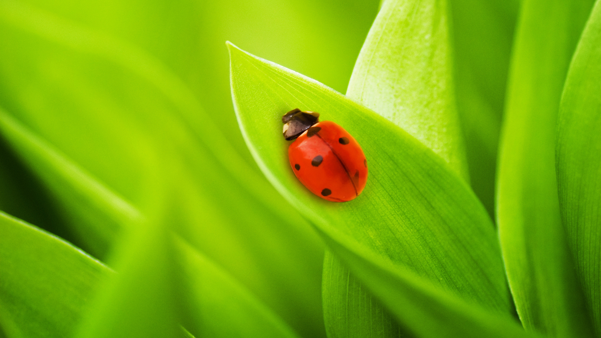 Carpet Beetle Wallpaper