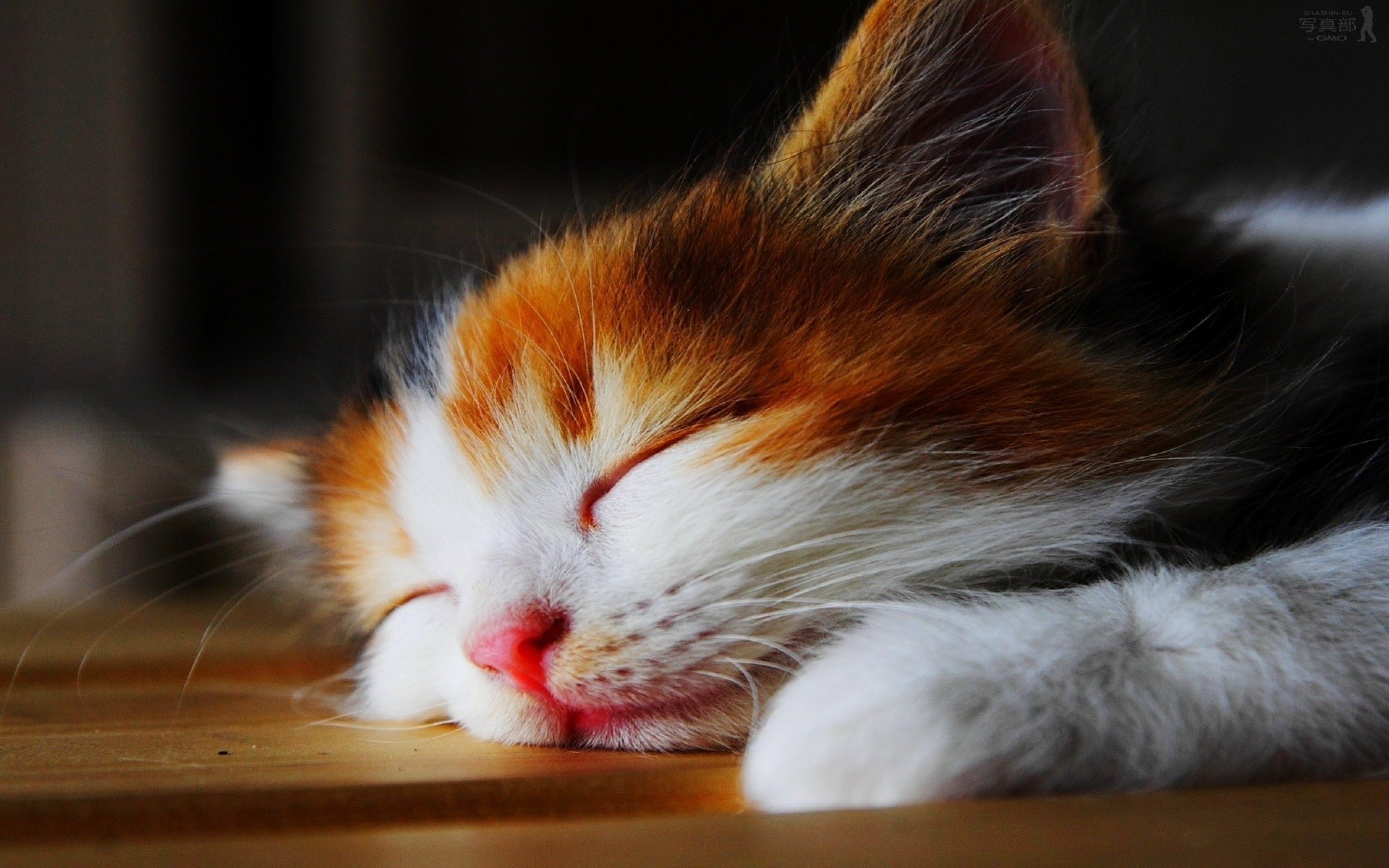 Sleeping Calico Cat Wallpaper Cute