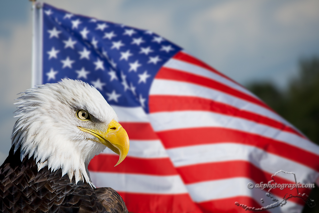 Related Pictures Eagle And American Flag Flag Wallpapers Hd Wallpapers