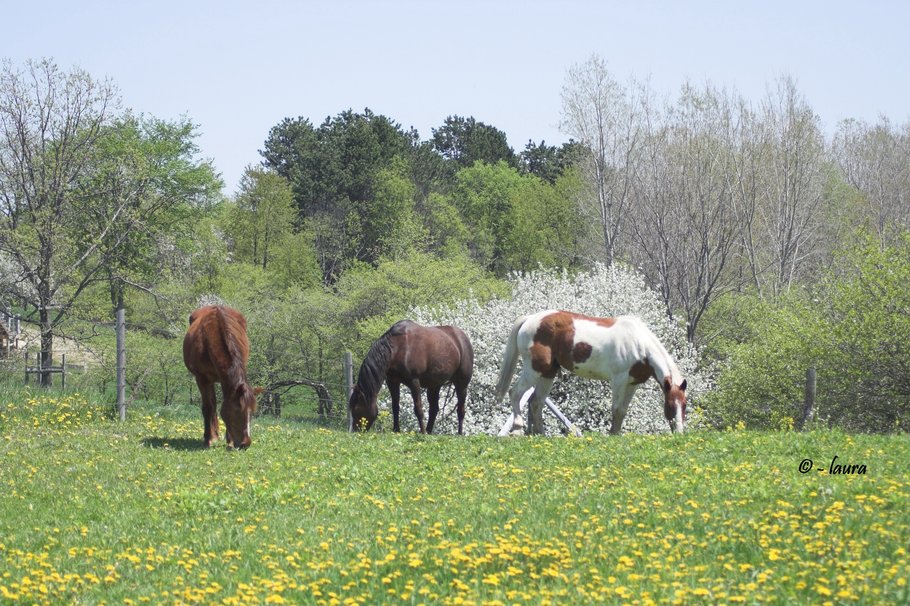 Three Horses In Springtime Wallpaper
