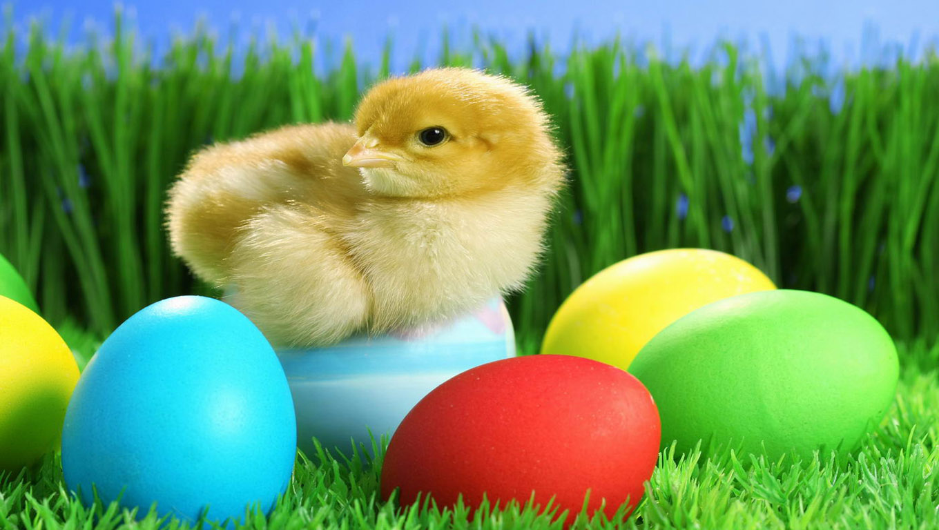 Cute Easter Chicks Desktop Wallpaper Christian