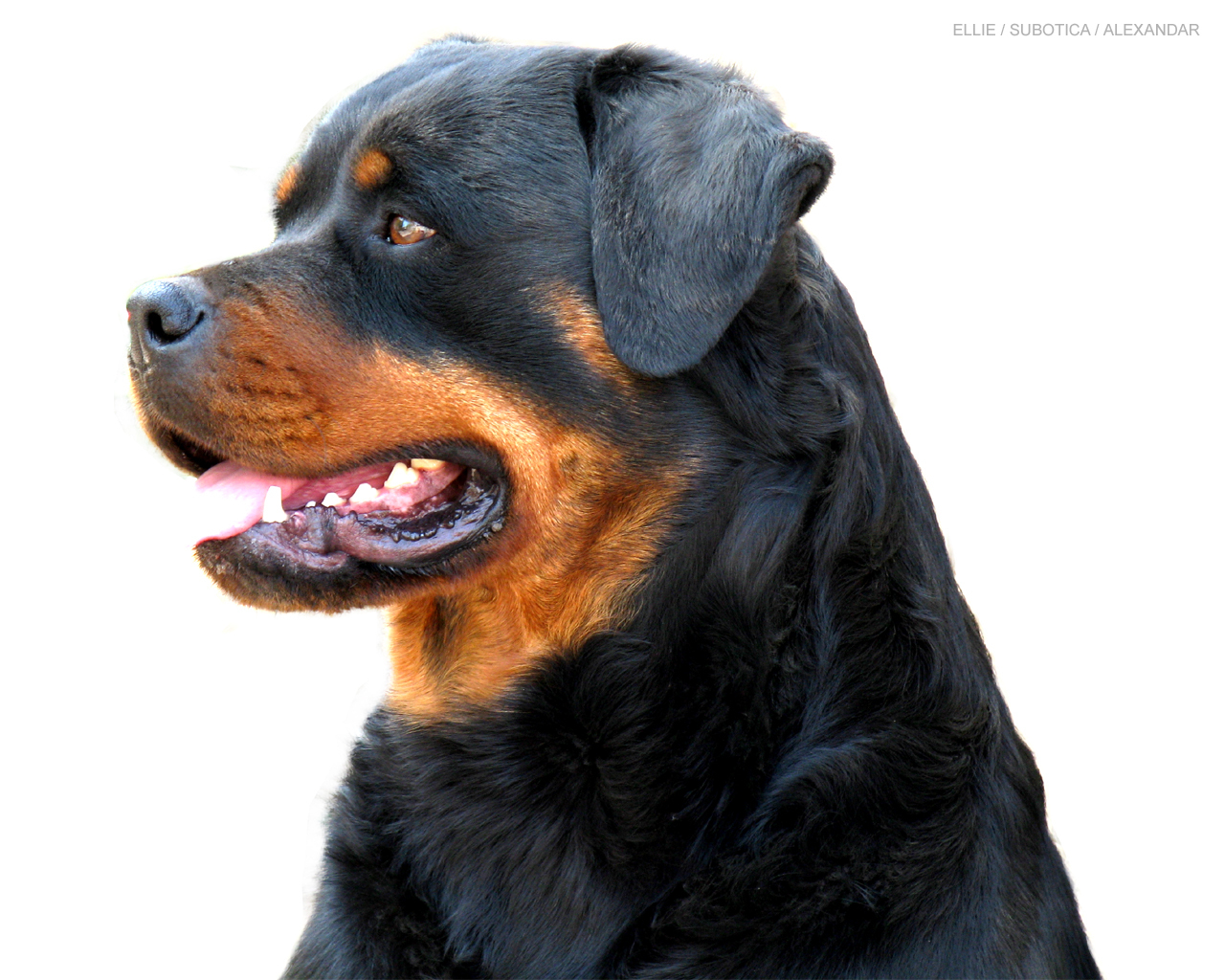 Rottweiler Image Beautiful HD Wallpaper And