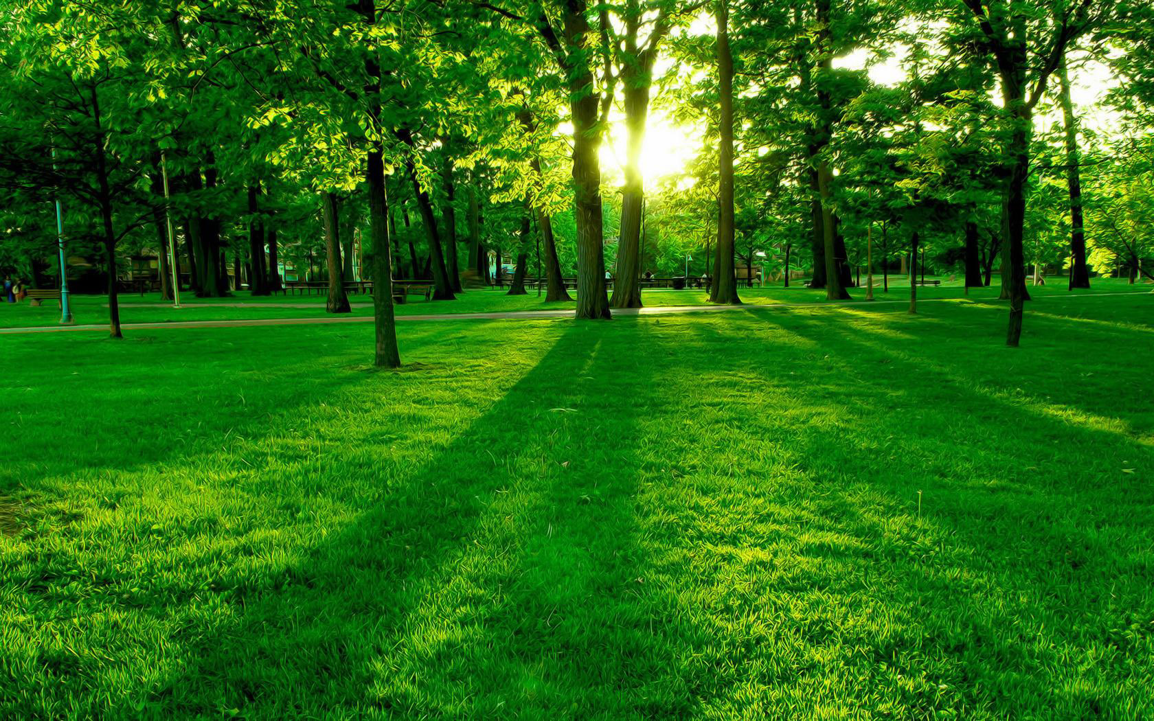 The Nature Green Color HD Wallpaper Good For Your Eyes
