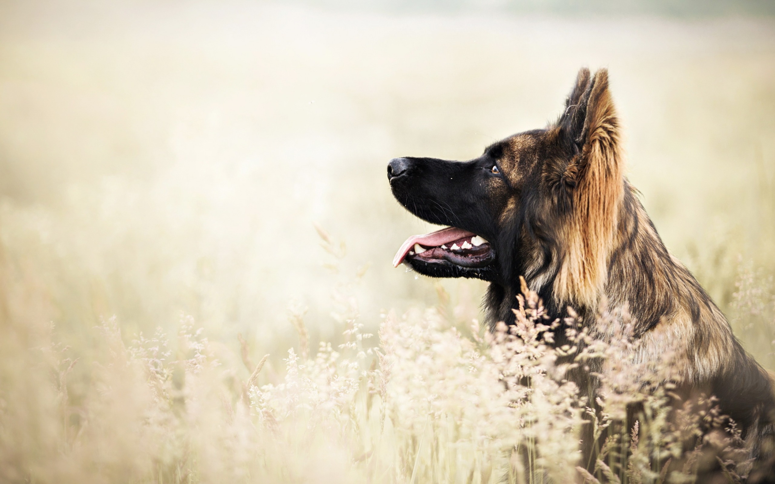 Animal German Shepherd HD Wallpaper