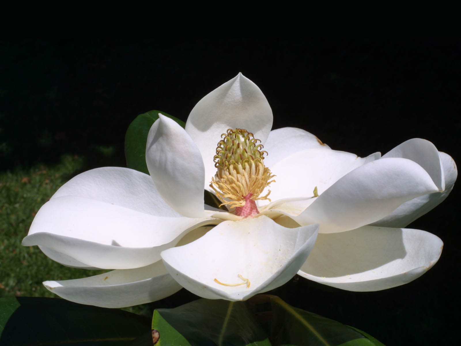 wallpapers Southern Magnolia Flower Wallpapers 1600x1200
