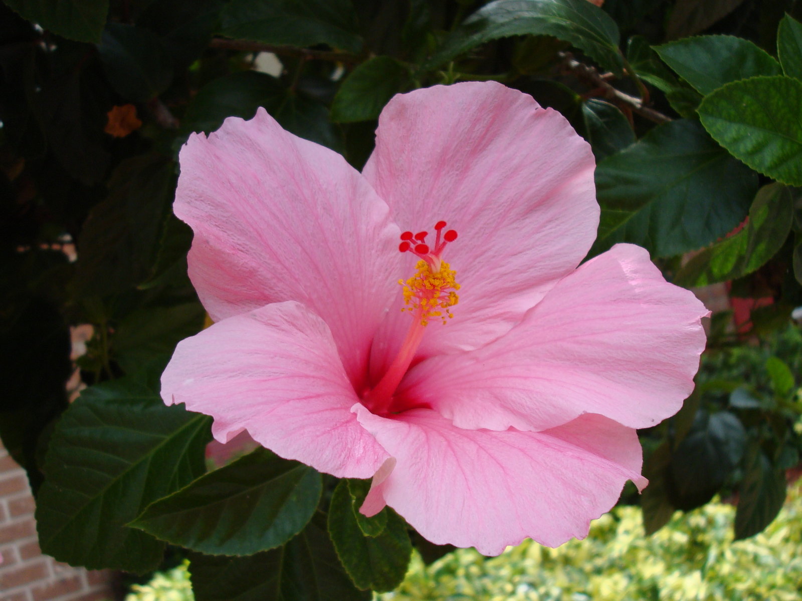 Hibiscus Flower Wallpaper