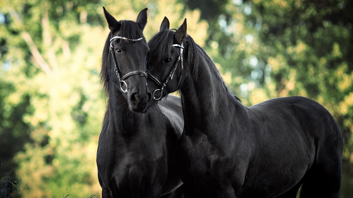 Beautiful Black Horses HD Desktop Wallpaper Wallpaper13