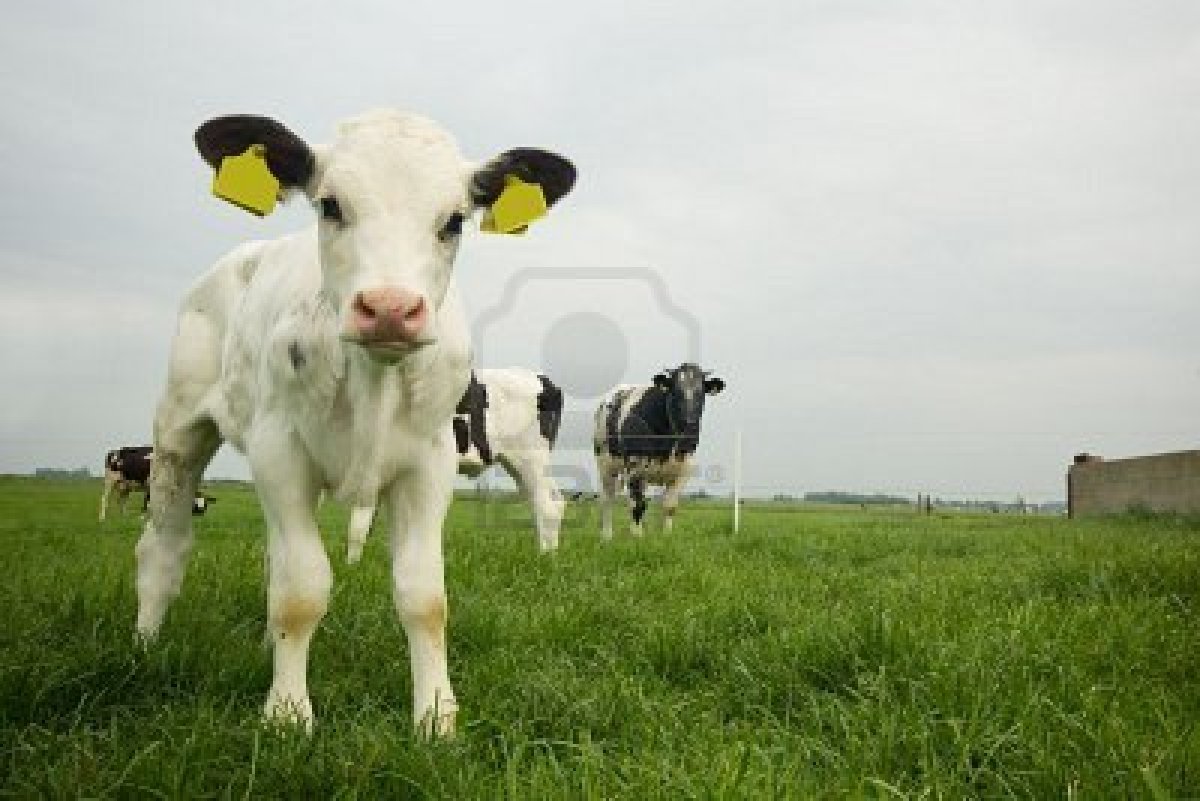 Cute Cow Wallpaper - WallpaperSafari