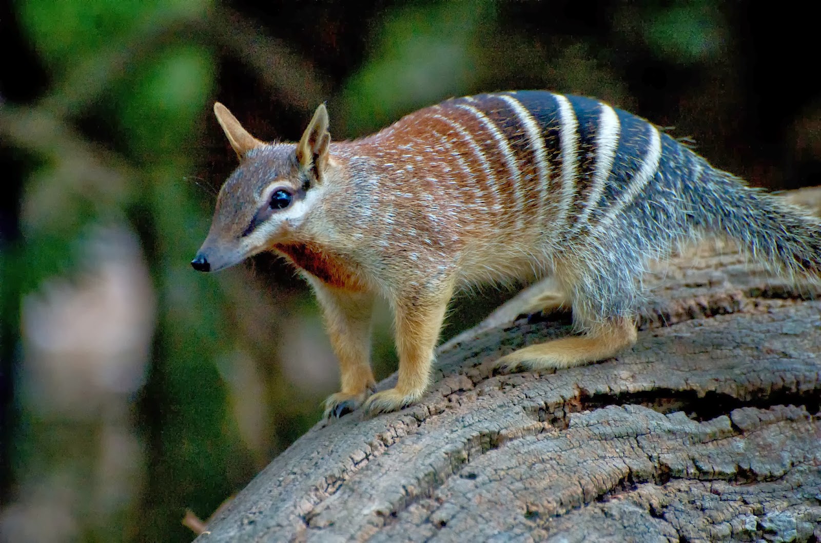 A numbat, also known as a banded anteater, perched on a log in its natural habitat. Its distinctive stripes and pointed snout are clearly visible