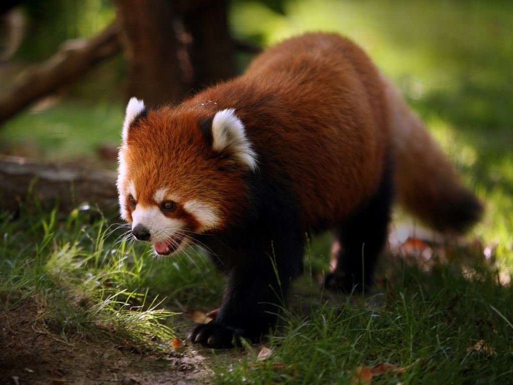 Red Panda Angry Wallpaper For iPhone