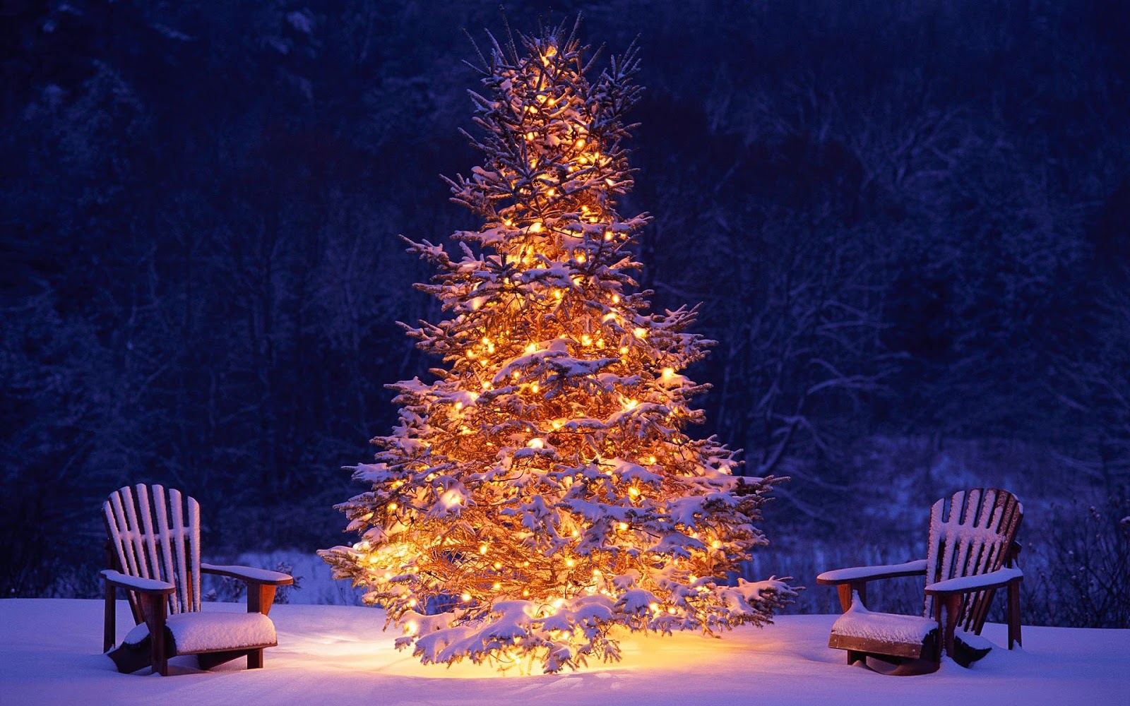 Lighted Christmas Trees Outside In The Snow HD Widescreen